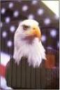 Eagle and American Flag